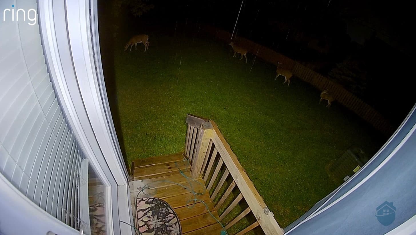 A family of deer travels across our property.