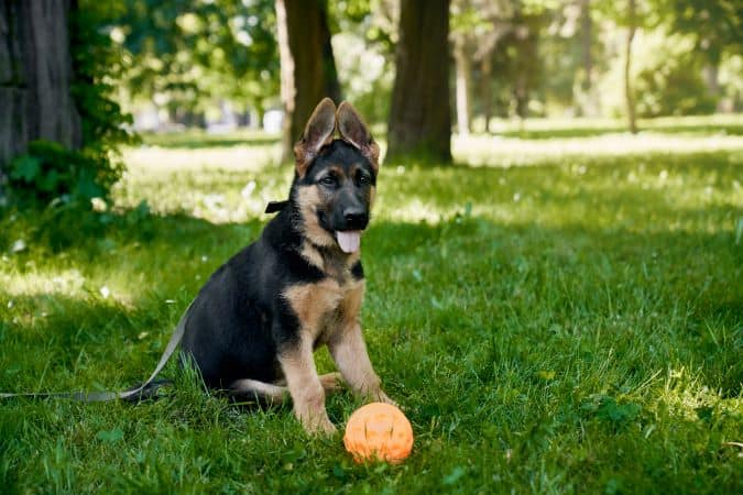 German Shepherd puppy with a ball