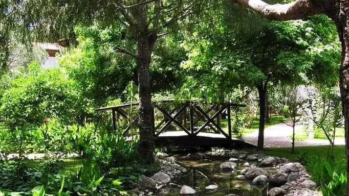 Maple tree and bridge at Bill Gates' home.