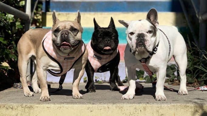 Lady Gaga's bulldogs.