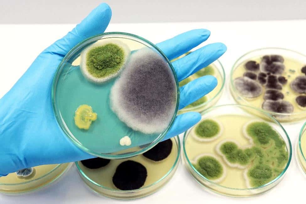 A gloved hand holding a petri dish filled with mold