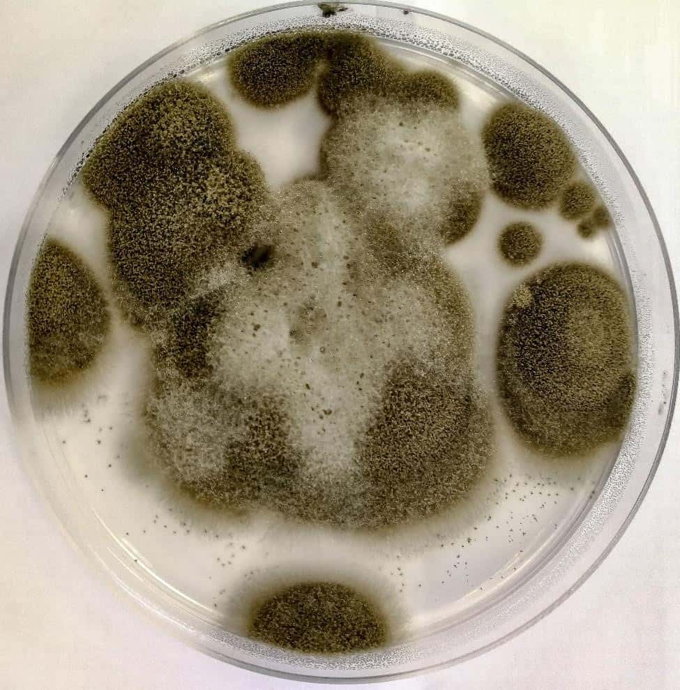 Mold type Cladosporium spp