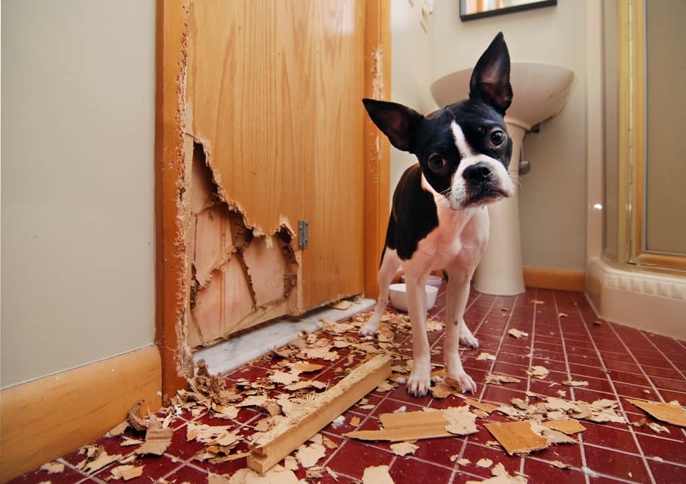 Boston Terrier next to a chewed up door