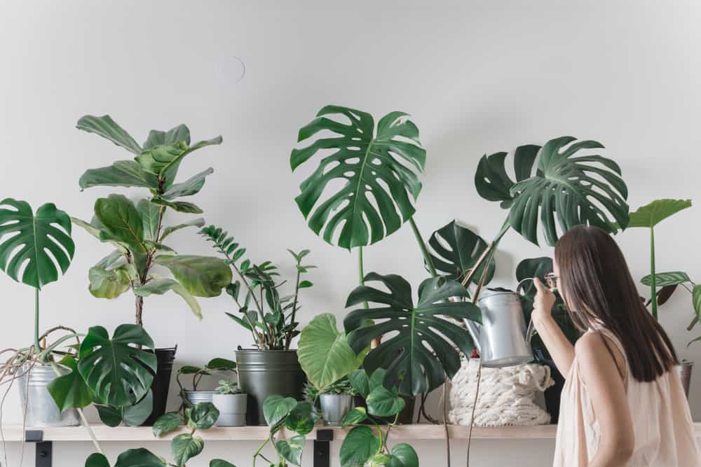 Woman taking care of houseplants