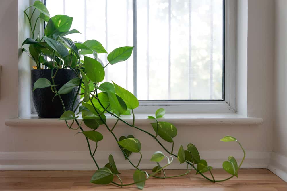 Heartleaf Philodendron on windowsill