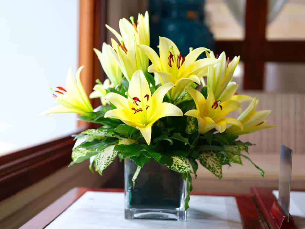 Yellow lilies in vase