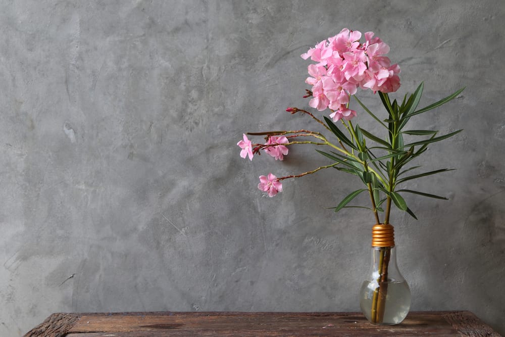 Oleander plant with pink flowers and green leaves