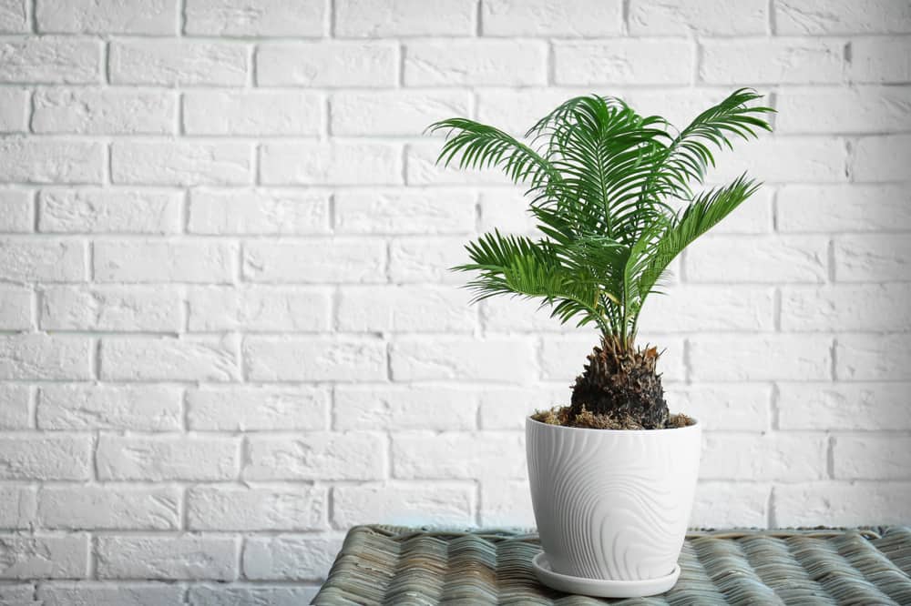 Sago Palm